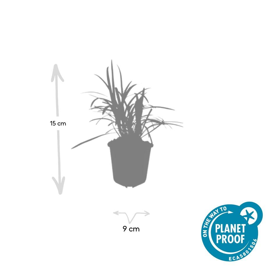 6x Liriope muscari 'Moneymaker' - ↕10-25cm - Ø9cm