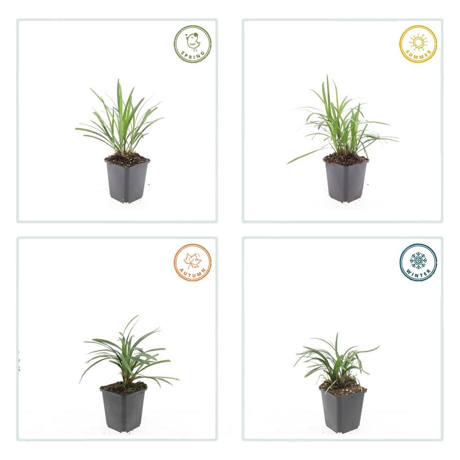 6x Liriope muscari 'Moneymaker' - ↕10-25cm - Ø9cm