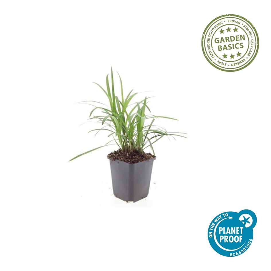 6x Liriope muscari 'Moneymaker' - ↕10-25cm - Ø9cm