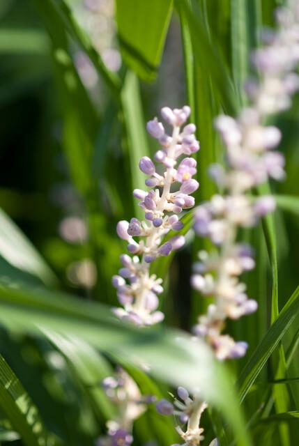 6x Liriope muscari 'Monroe White' - ↕10-25cm - Ø9cm