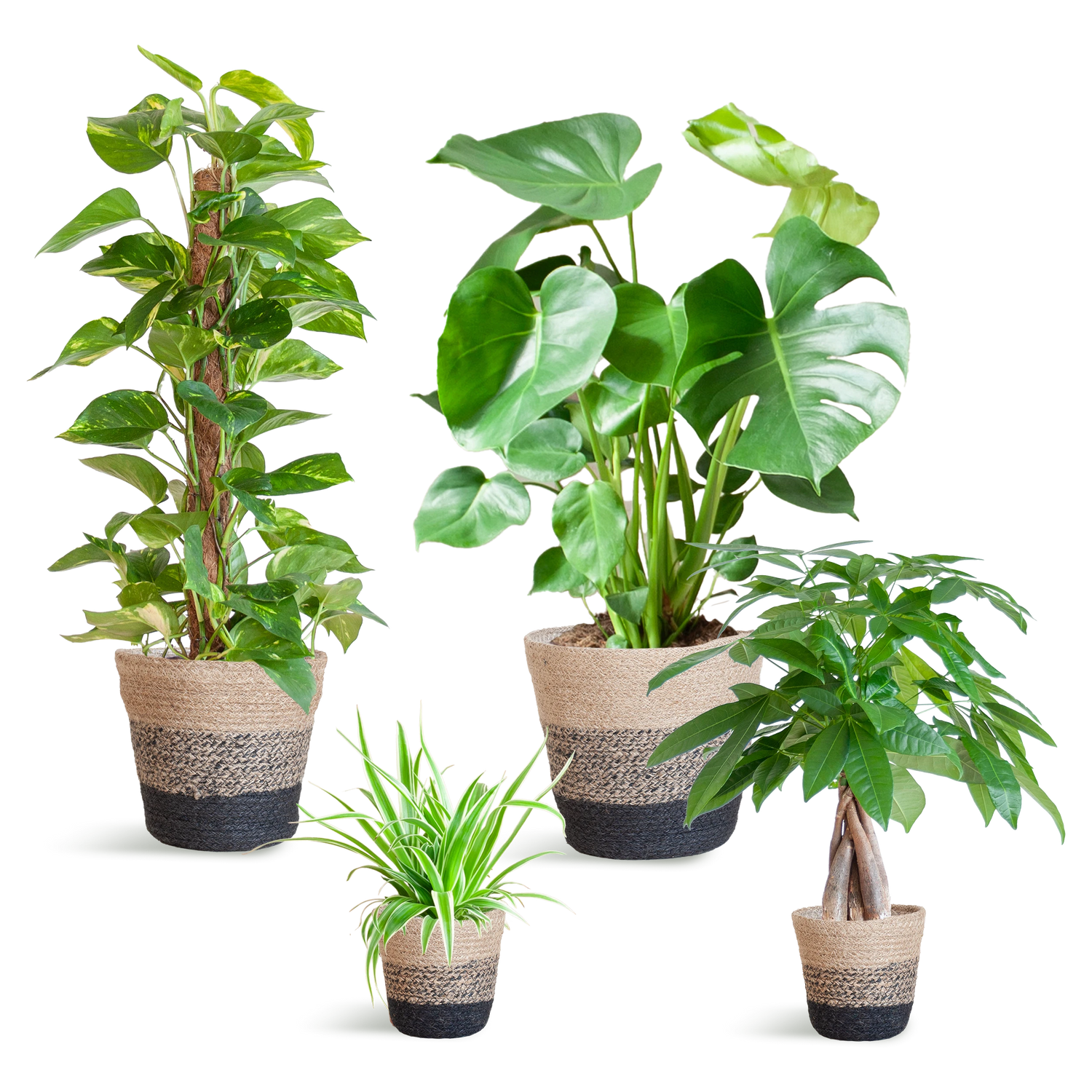 Groene kamerplanten